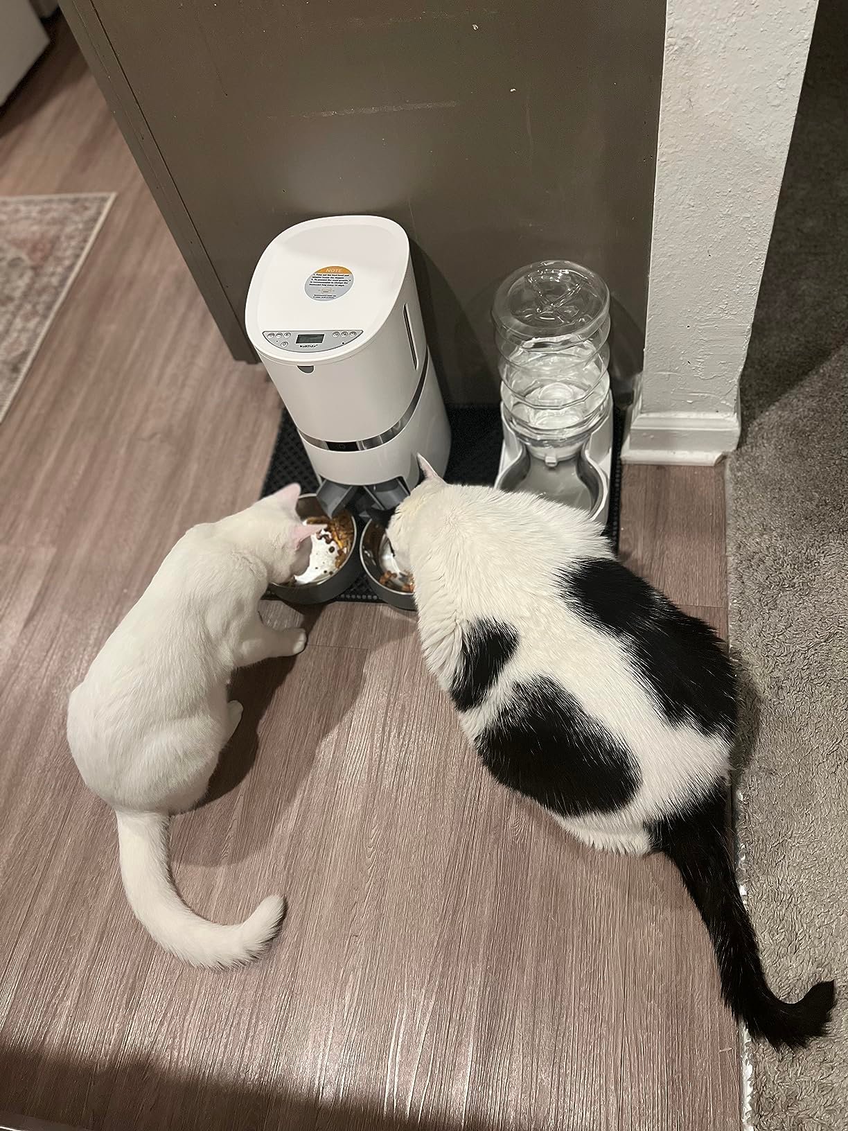 Welltobe Cat Feeder Testimonials