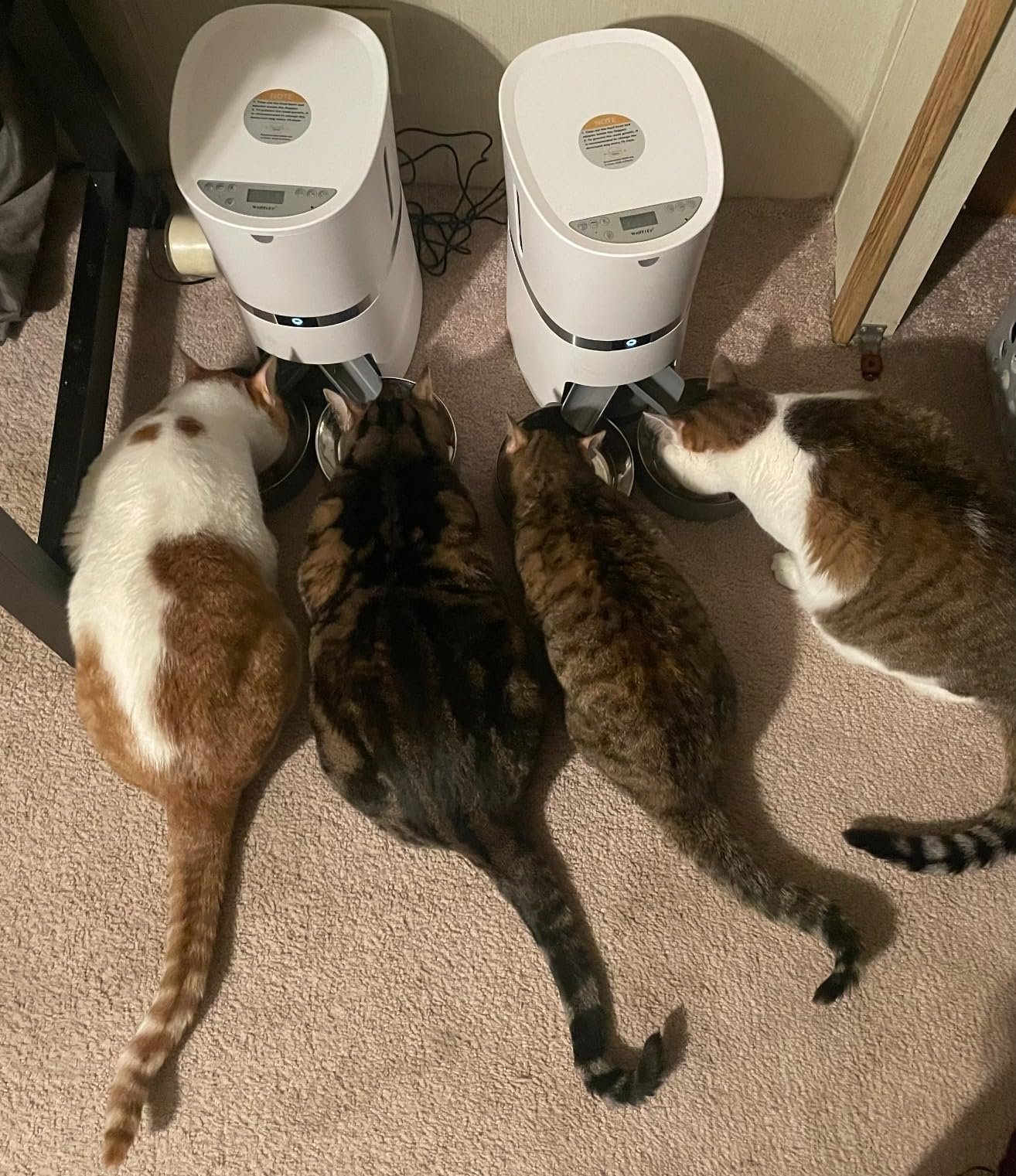 Welltobe Cat Feeder Testimonials